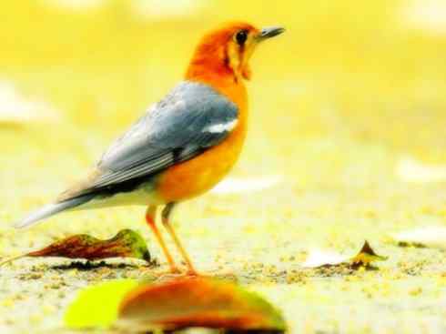 美丽无罪:雀鸟之矶鸫 美丽无罪:雀鸟之矶鸫