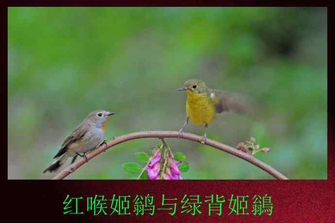 北京天坛公园的鸟类——红喉姬鹟与绿背姬鶲