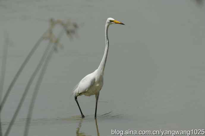 奥林匹克公园白鹭飞 wbr4