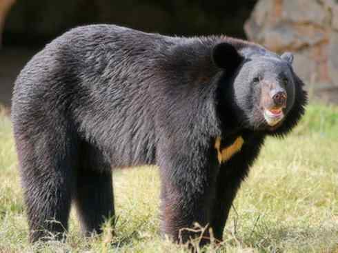 十大喜食蜂蜜动物：黑熊