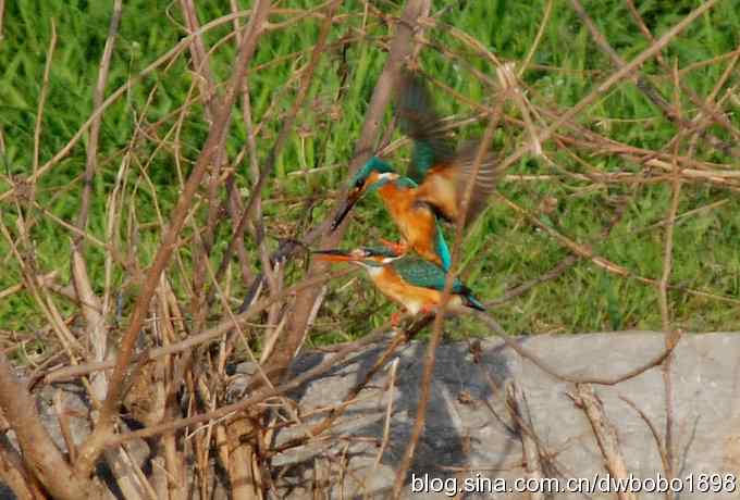小翠儿过节踩蛋忙