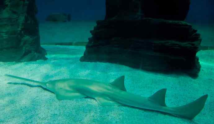 鱼类活化石：锯鳐