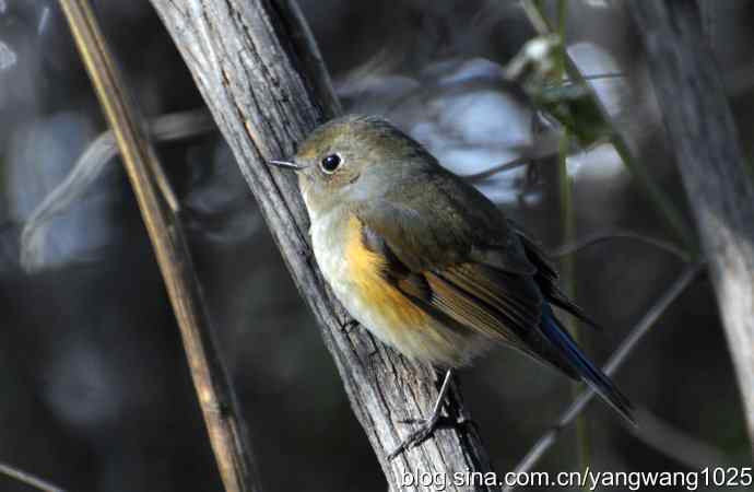野生鸟（红肋蓝尾鸲）2
