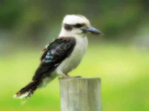 白头鸟系列：另类的美丽4