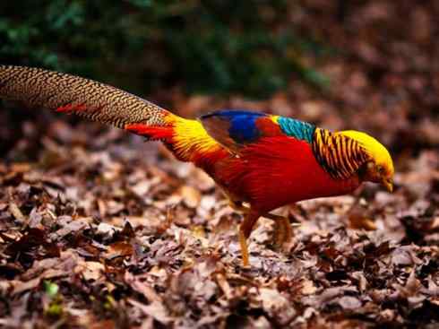 凤凰：传说中的鸟原型探秘（锦鸡）