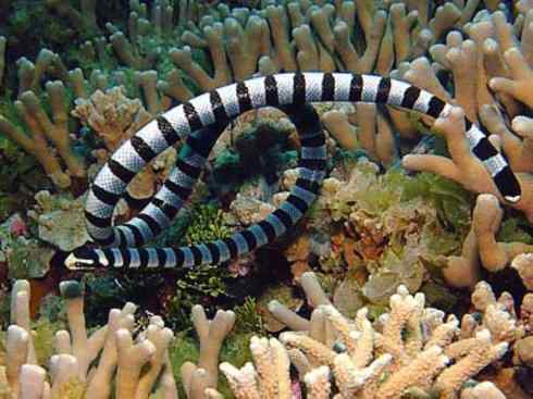 龙:传说的兽原型探秘(海蛇类) 龙:传说的兽原型探秘(海蛇类)