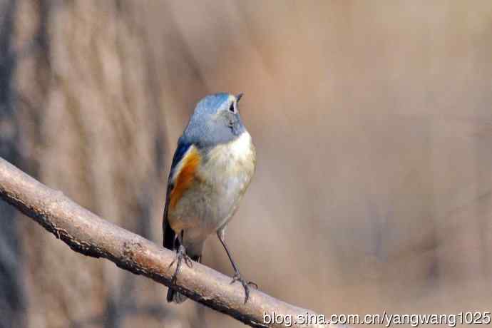 雄性红胁蓝尾鸲（22）