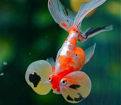 鱼类活化石：美洲肺鱼