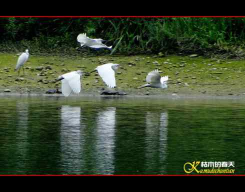“鸟人”的精彩世界【照片】