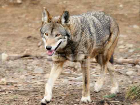 犬科:犬亚科犬属之郊狼、红狼 犬科:犬亚科犬属之郊狼、红狼