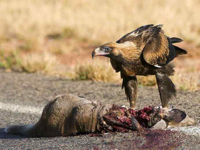 犬科：狐亚科灰狐属之灰狐、岛屿灰狐