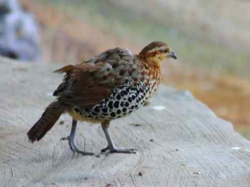 凤凰：传说的鸟原型探秘（原鸡）