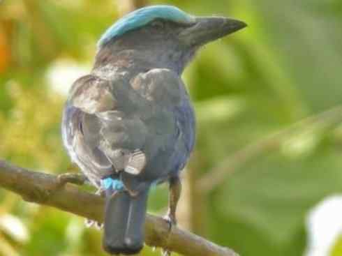 绝色攀禽：佛法僧目之佛法僧