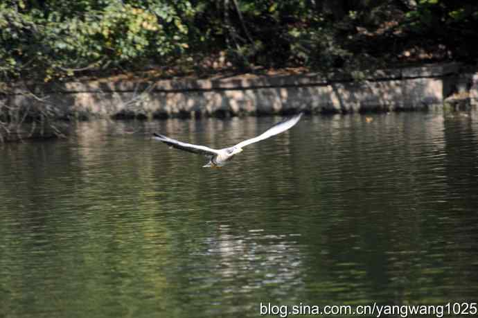 飞(斑头雁) 飞(斑头雁)
