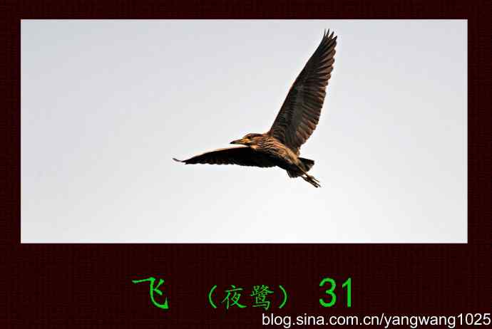 北京动物园的鸟类——飞（夜鹭）31