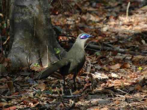 奇特的盔:大犀鹃 奇特的盔:大犀鹃
