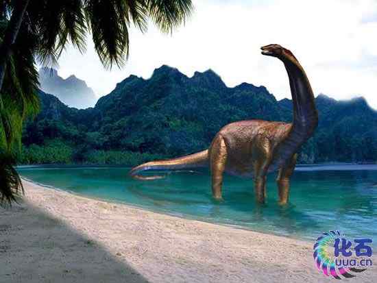 长颈恐龙如何觅食