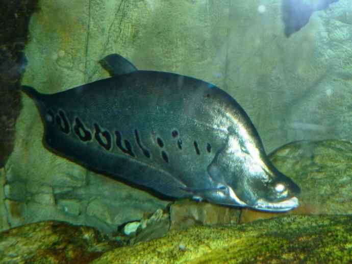 鱼类活化石：铠甲弓背鱼