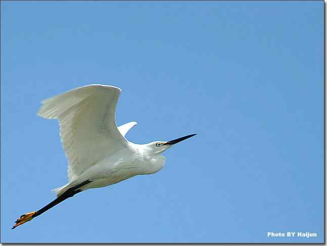 蓝天作秀的鹭鸶