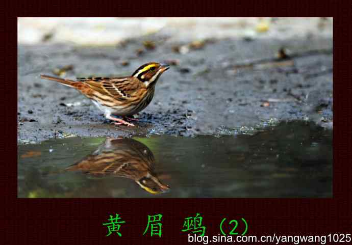 北京天坛公园的鸟类——黄眉鹀（2）