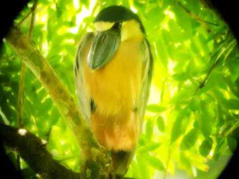 猎奇：奇特的鸟喙之一