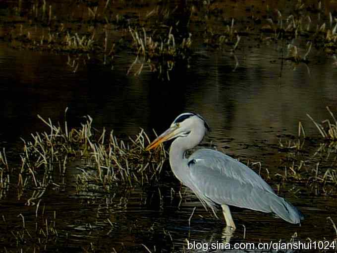 苍鹭抓鱼记(十渡)