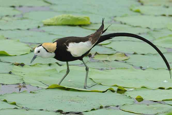 衡水湖印象(水稚)