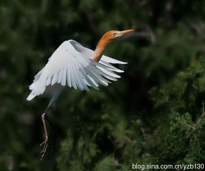 飞版牛背鹭集锦(组图,12张图片) 飞版牛背鹭集锦(组图,12张图片)