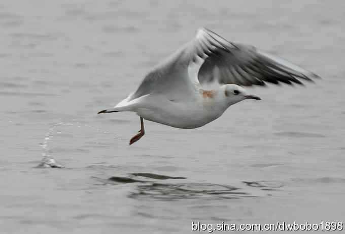 灰斑鸠踩蛋 wbr须浮鸥育雏