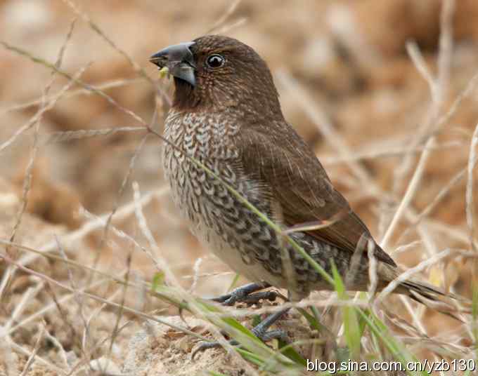 深港拍鸟新纪录（16）鈥斺敯呶哪瘢ㄗ橥迹