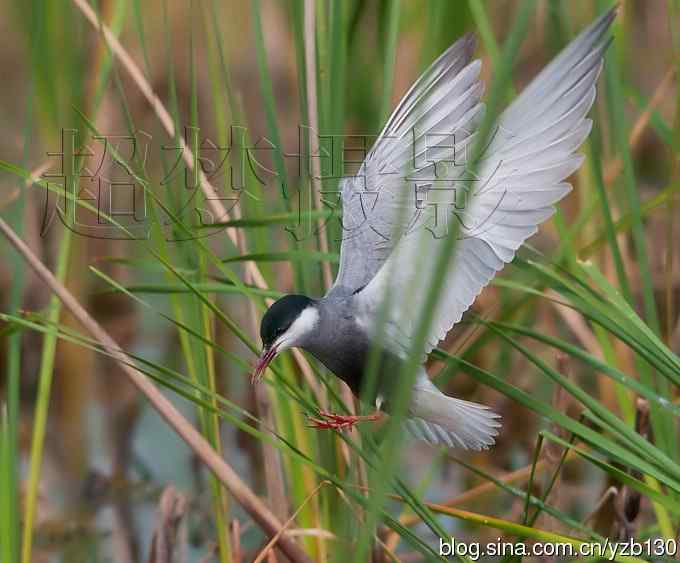 这世界，我来了！任凭风暴漩涡鈥︹Γㄗ橥迹25张图片）