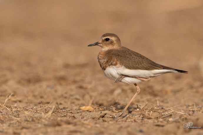 野鸭湖的东方鸻