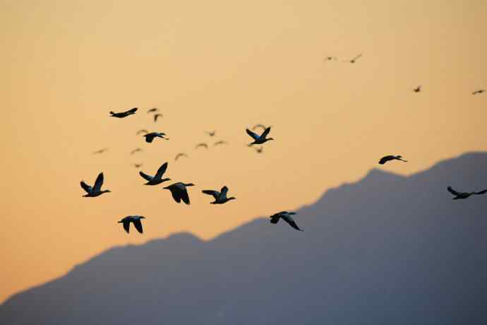 美丽的野鸭湖 美丽的野鸭湖