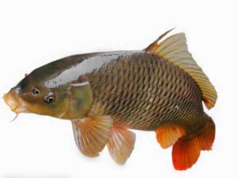 龙:传说的兽原型探秘(鲤鱼) 龙:传说的兽原型探秘(鲤鱼)