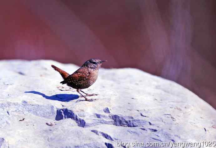 石缝中钻出的鹪鹩 石缝中钻出的鹪鹩