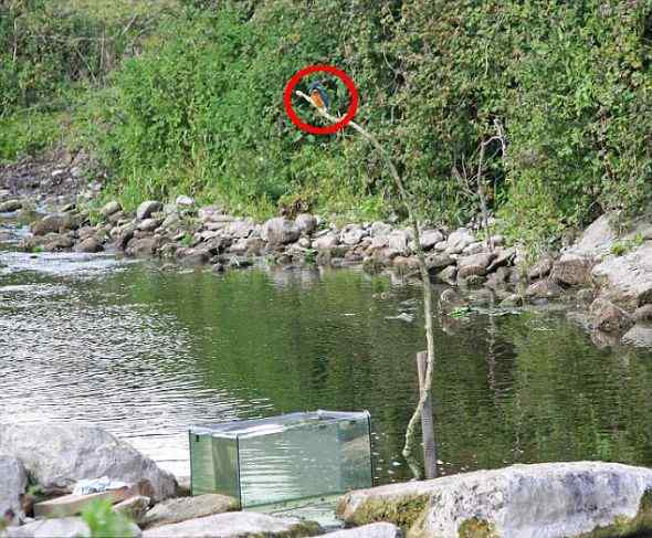 摄影爱好者耗时一年拍翠鸟入水捕捉鲦鱼(图)