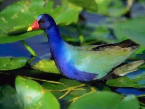 奇特的盔：紫水鸡