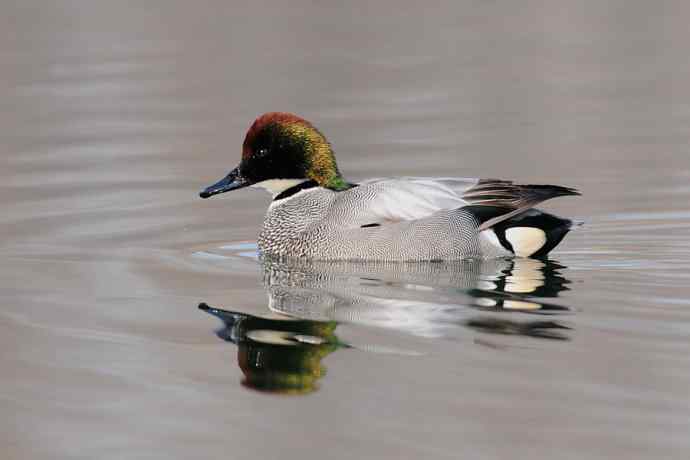 唐罗鸭 wbr八百里加急★