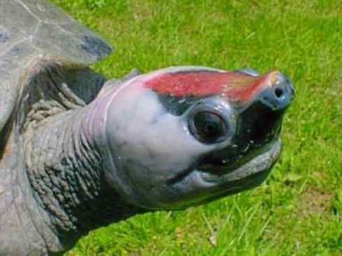 玄武:传说的兽原型探秘(潮龟) 玄武:传说的兽原型探秘(潮龟)