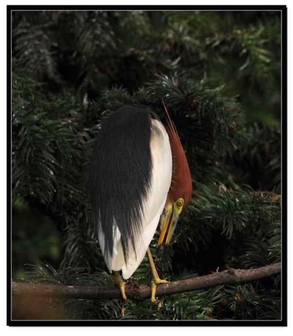 阳山摄鹭之池鹭篇