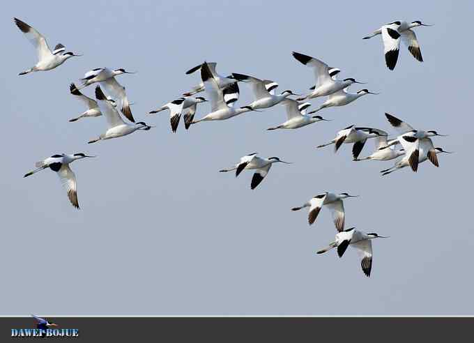迁徙的鸟：飞翔的反嘴鹬