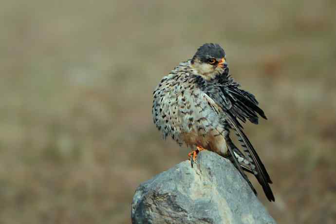野鸭湖车拍阿穆尔隼