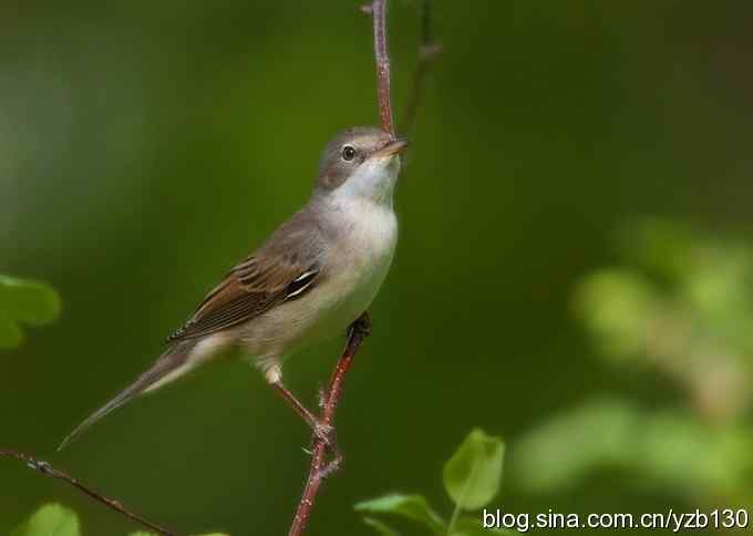 灰白喉林莺（组图，7张图片）