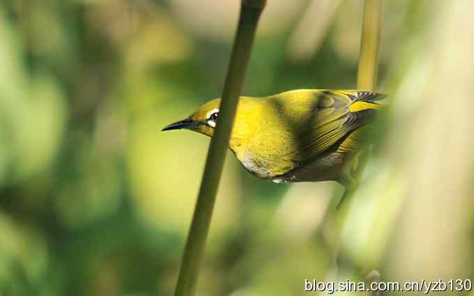 第一次遇到绣眼鸟（组图）