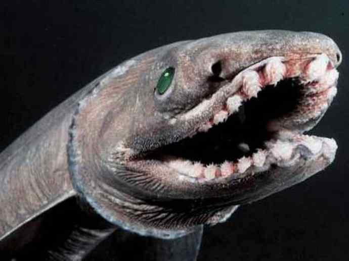 鱼类活化石：皱鳃鲨