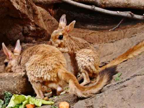 动物世界：山寨还是原创之八