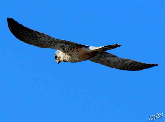 官厅水库&nbsp;wbr路&nbsp;wbr风中悬停的红隼