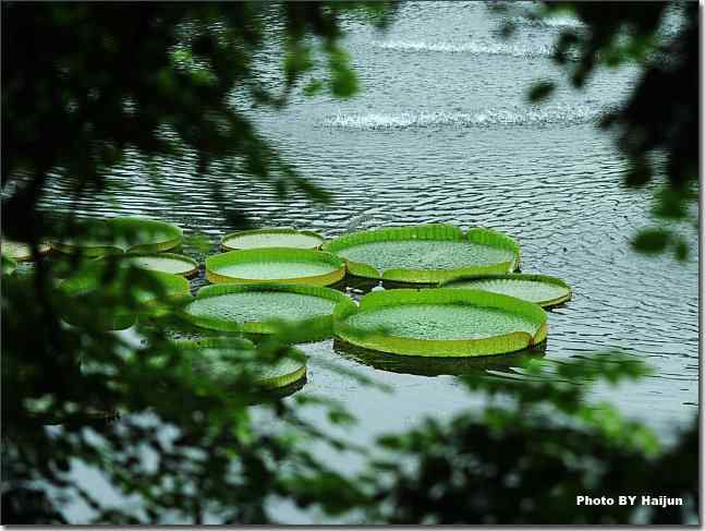 圆明园观赏亚马逊王莲