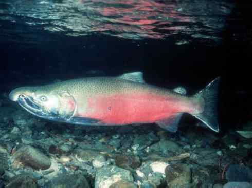 自然奇观:动物大迁徙(大马哈鱼) 自然奇观:动物大迁徙(大马哈鱼)
