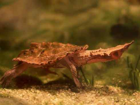 玄武：传说的兽原型探秘（玛塔龟）